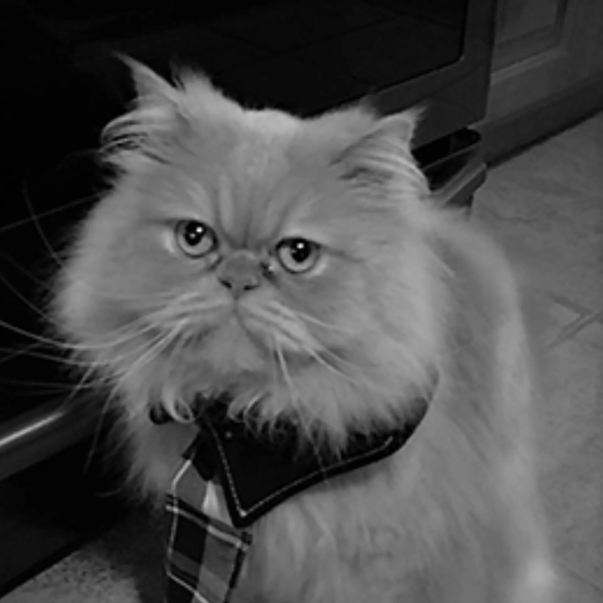 Picture of Rosco James Sorrentino